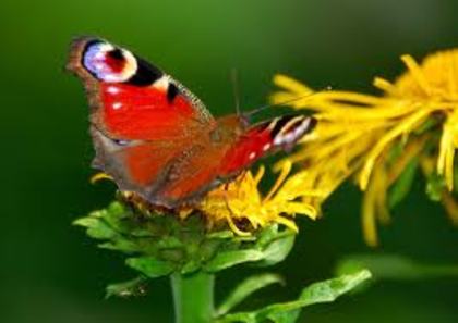 images (24) - fluturi