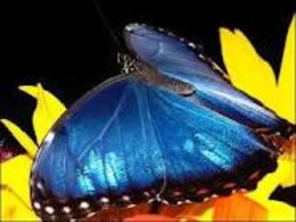 images (25) - fluturi