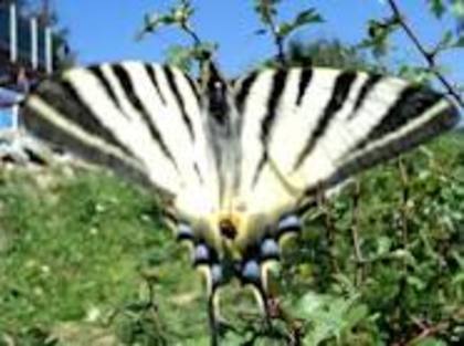 images (26) - fluturi