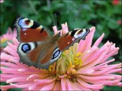 images (27) - fluturi