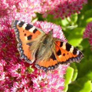 images (28) - fluturi