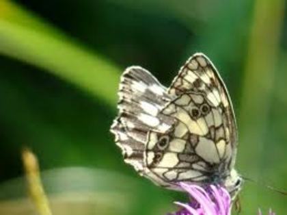 images (30) - fluturi