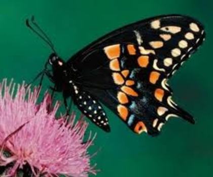 images (31) - fluturi