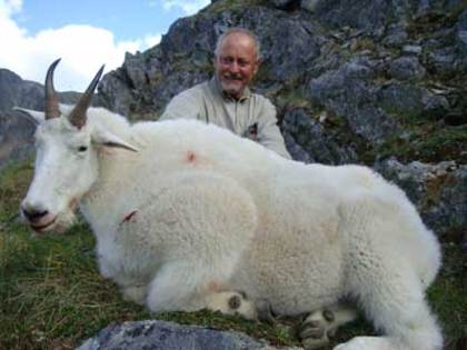 Canadian Mountain Goat _ 960 de euro - Trofee naturalizate profesional
