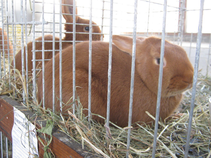 knittel-efer- 084