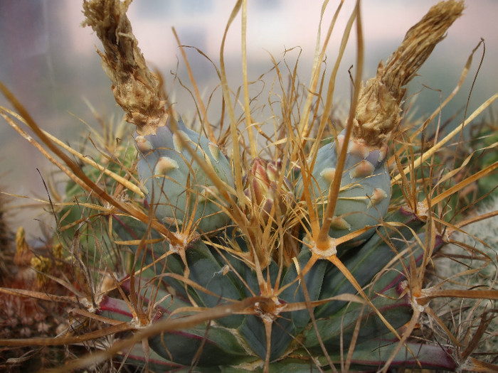 DSCF9036 - CACTUSI SI FLORI