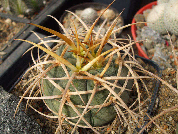 DSCF9050 - CACTUSI SI FLORI