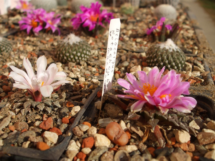 DSCF9156 - CACTUSI SI FLORI