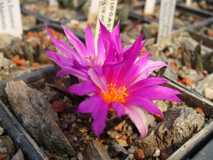 DSCF9054 - CACTUSI SI FLORI