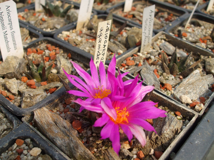 DSCF9057 - CACTUSI SI FLORI