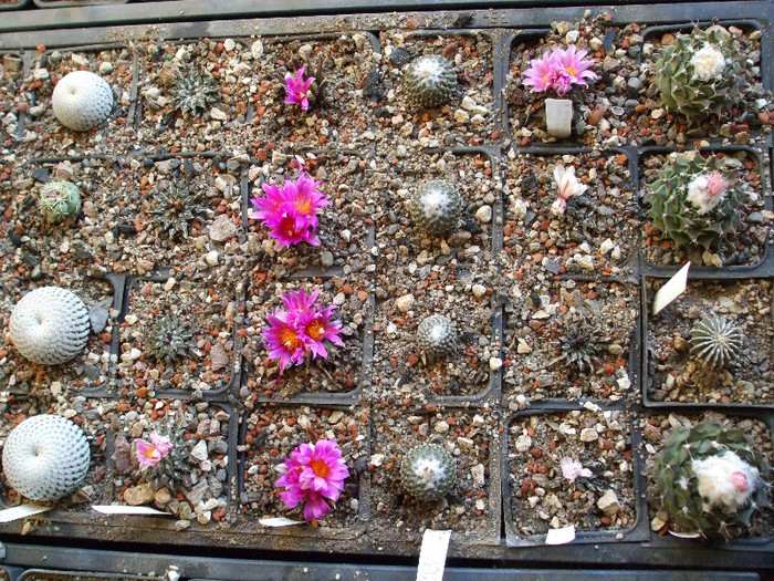 DSCF9140 - CACTUSI SI FLORI
