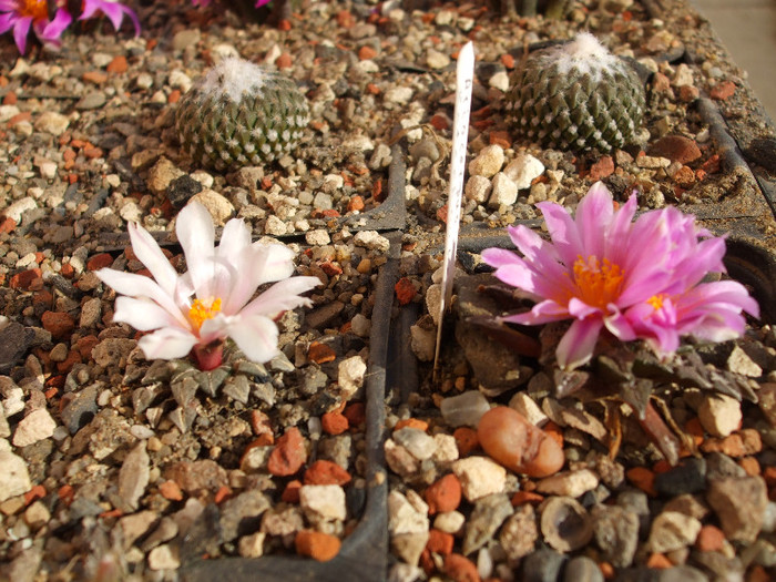 DSCF9145 - CACTUSI SI FLORI