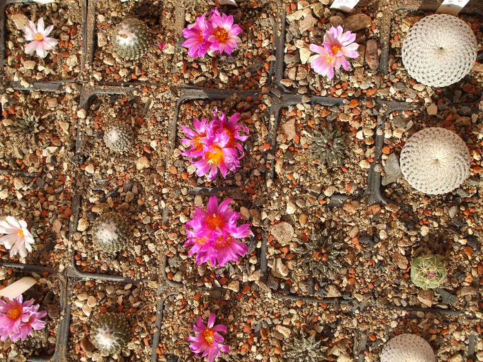 DSCF9154 - CACTUSI SI FLORI