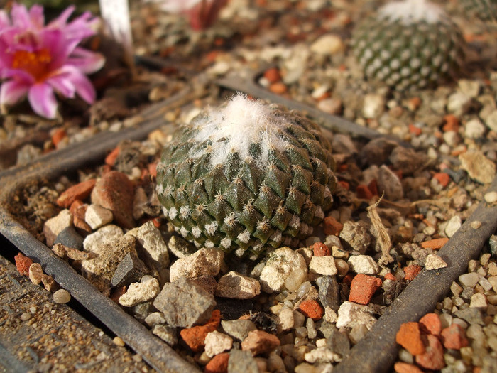 DSCF9148 - CACTUSI SI FLORI