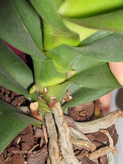 evolutie 2011-2012...