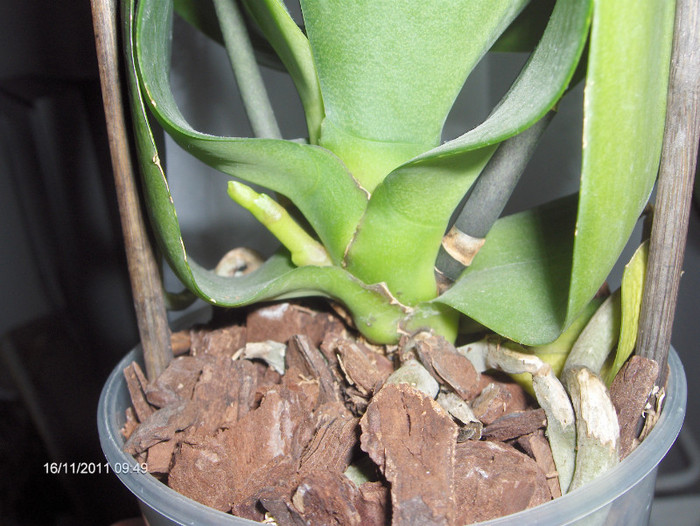 evolutie 2011-2012...