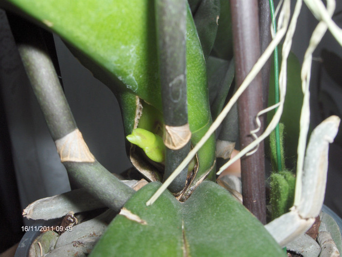 evolutie 2011-2012...