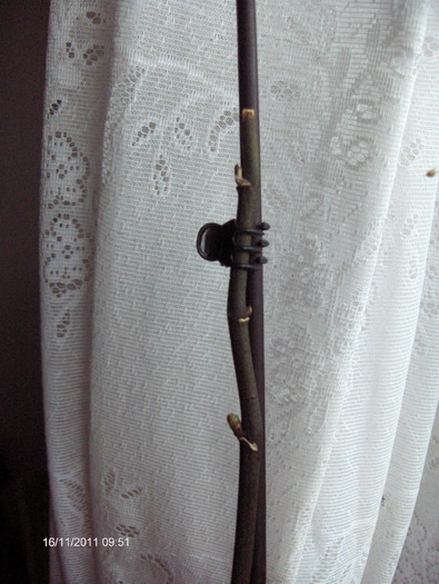 evolutie 2011-2012...