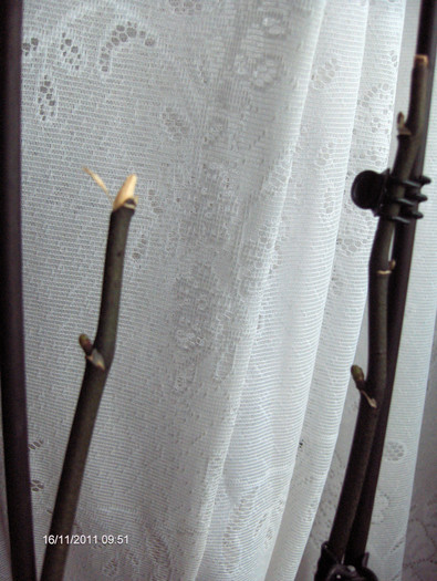 evolutie 2011-2012...