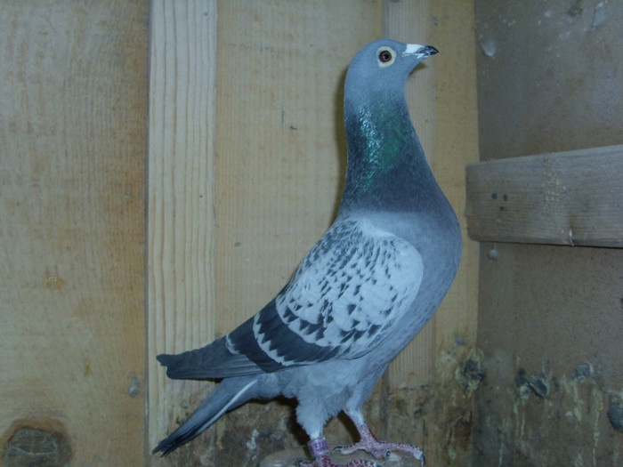 jose luis ruiz olivares