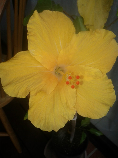  - Hibiscus 2011-2012