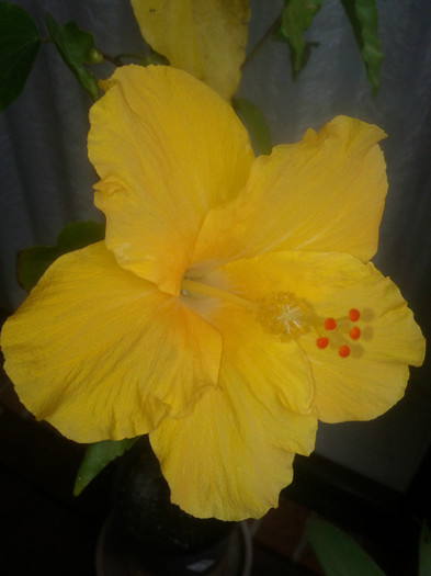  - Hibiscus 2011-2012