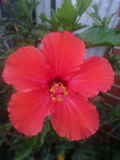  - Hibiscus 2011-2012