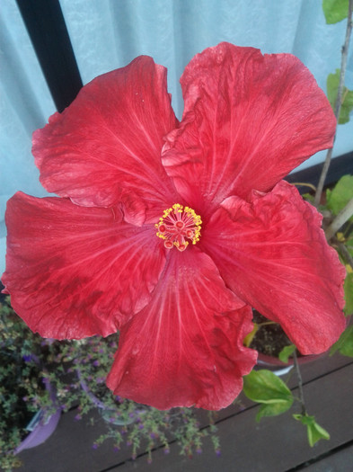  - Hibiscus 2011-2012