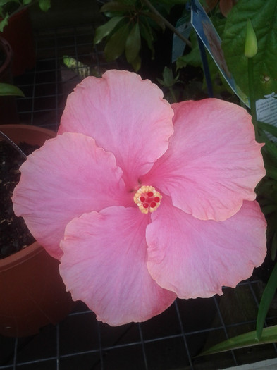 IMG_20111111_175700 - Hibiscus 2011-2012