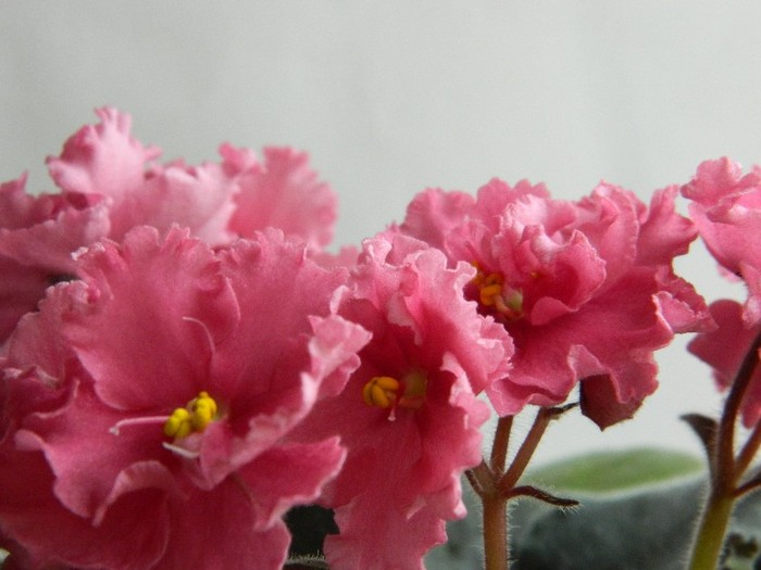 DSCN4187 - 0 Violete africane noiembrie 2011