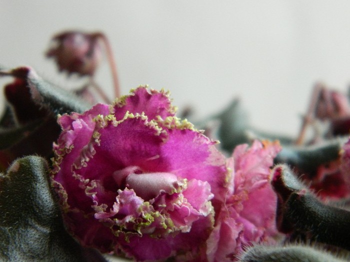 DSCN4194 - 0 Violete africane noiembrie 2011