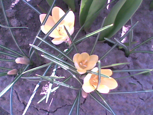 Imag005 - flori diferite