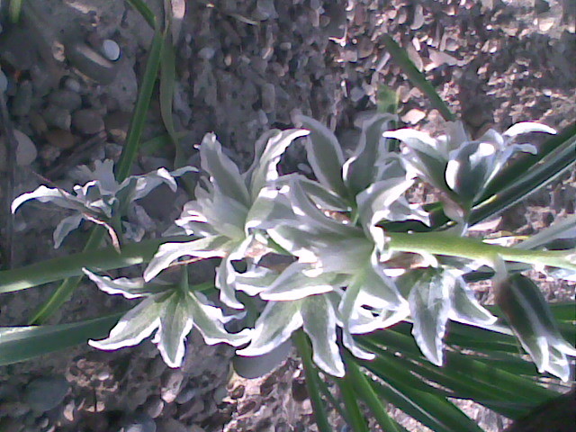 Imag015 - flori diferite