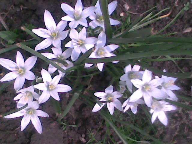 Imag023 - flori diferite