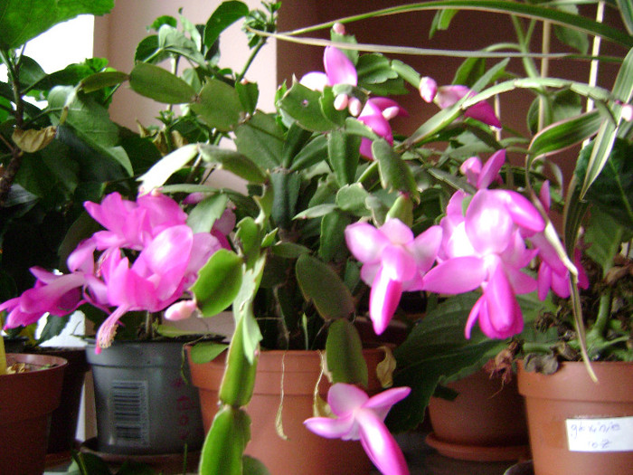 DSC08276 - SCHLUMBERGERA 2011