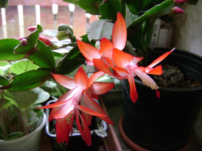 DSC08278 - SCHLUMBERGERA 2011