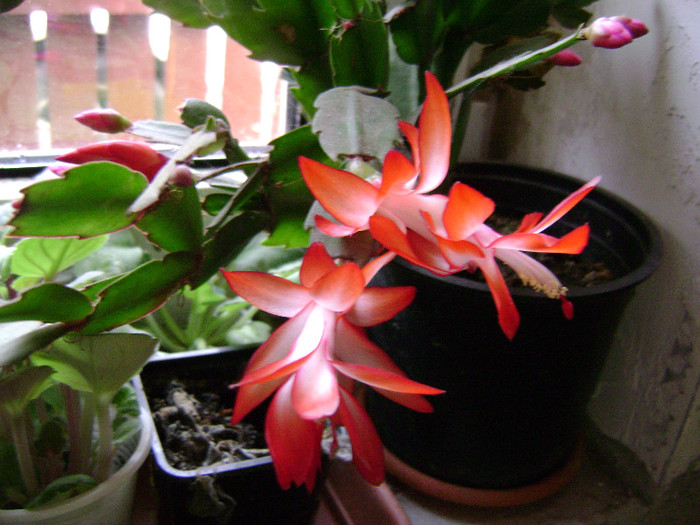 DSC08280 - SCHLUMBERGERA 2011