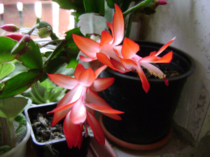 DSC08281 - SCHLUMBERGERA 2011