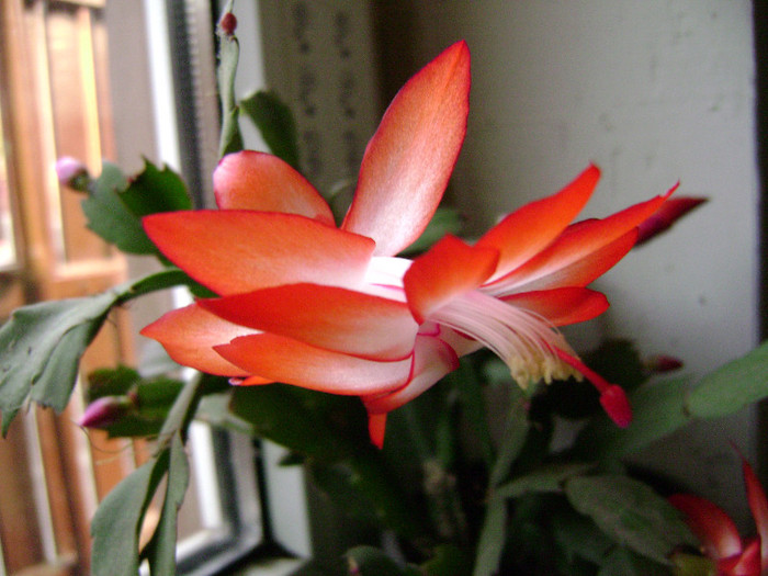 DSC08282 - SCHLUMBERGERA 2011