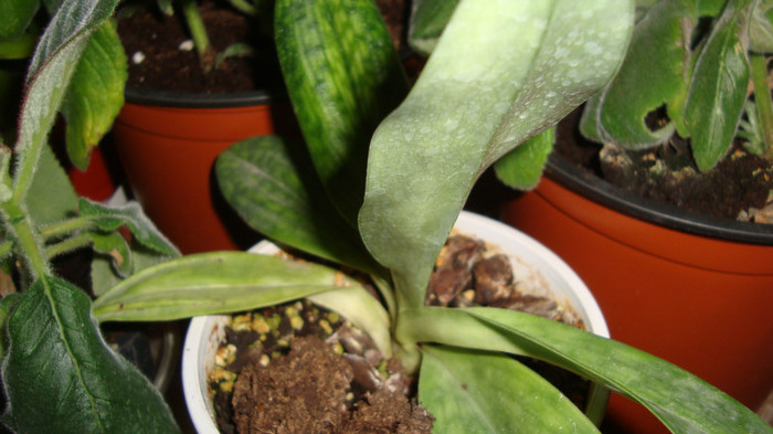 DSC04705