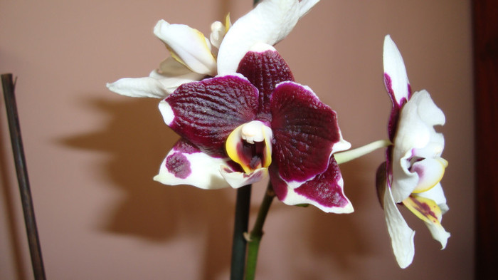 DSC04746 - Orhidee phalaenopsis