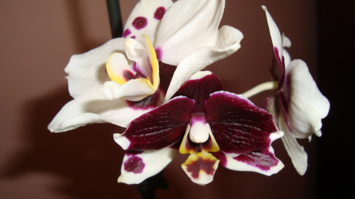 DSC04747 - Orhidee phalaenopsis