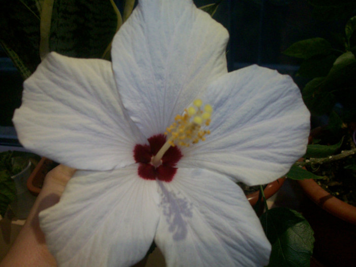 100_4218 - hibiscus