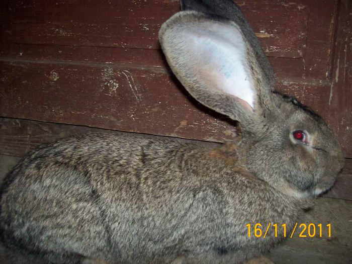 AL 2 MASCUL DE 7 LUNI