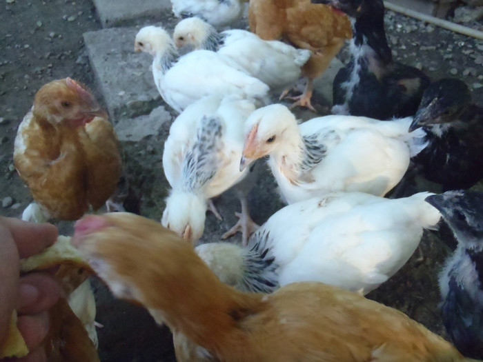 Shd majoritari in grup 5 sapt 2011