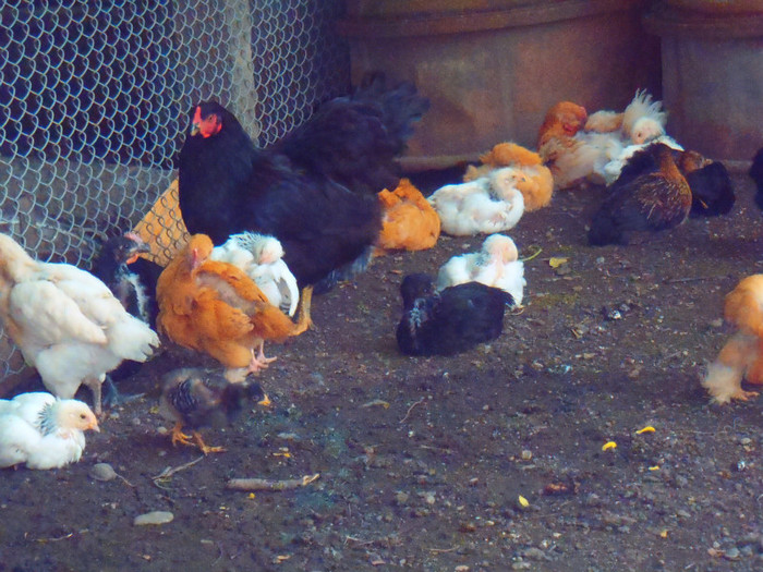 Grup colorati 5 sapt 2011