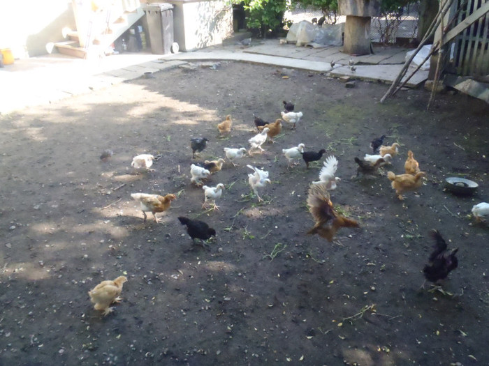 Grup dezmortirea 5 sapt 2011 - 2011