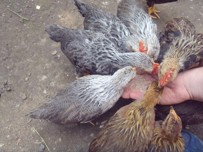 Grup din mina 5 sapt 2011 - 2011