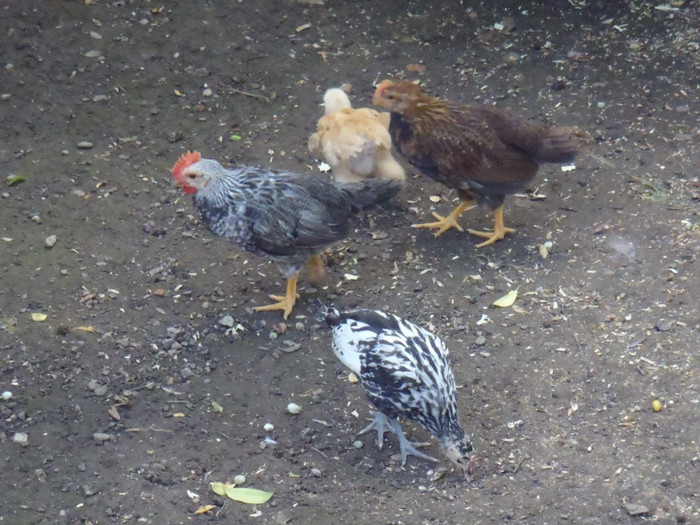 Grup diversitate 5 sapt 2011 - 2011