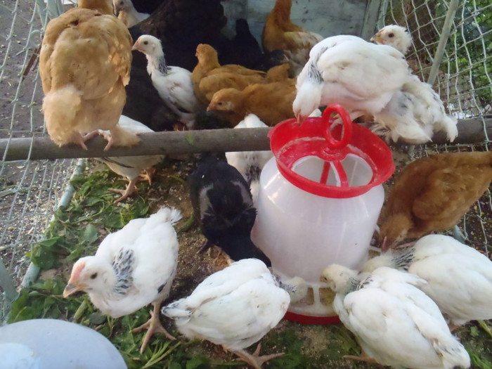 Grup in cusca 5 sapt 2011 - 2011